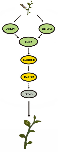 Fig. 9