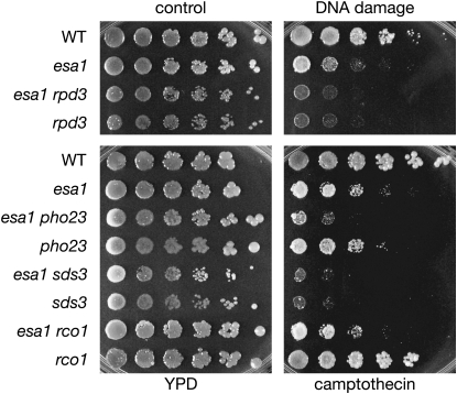 Figure 4.—