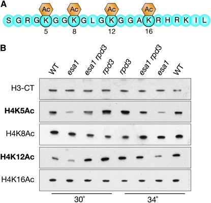 Figure 5.—