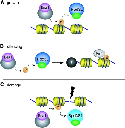 Figure 7.—