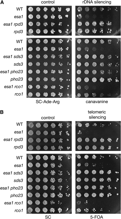 Figure 3.—