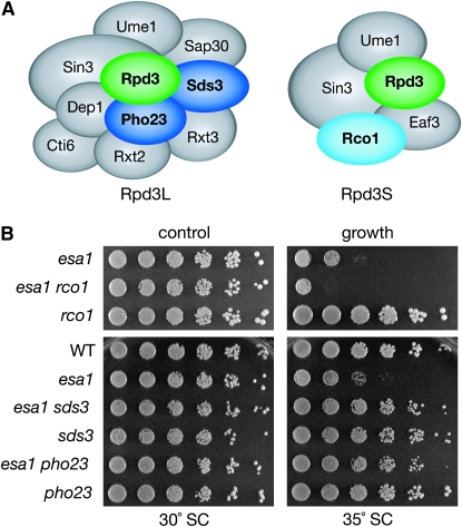 Figure 2.—