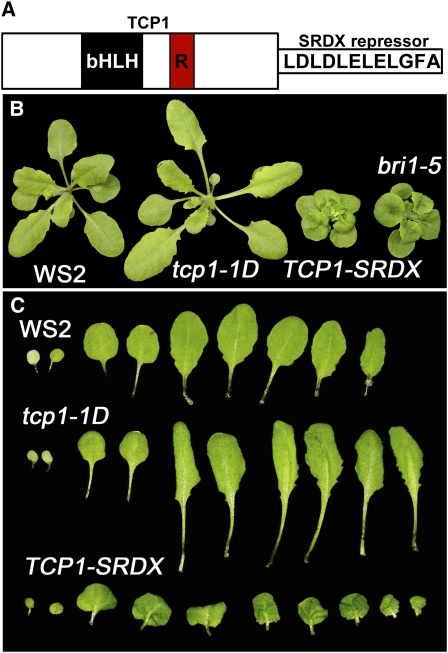 Figure 3.