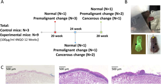 Fig. 1.