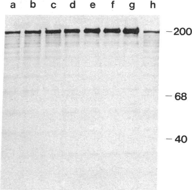 graphic file with name pnas00332-0171-a.jpg