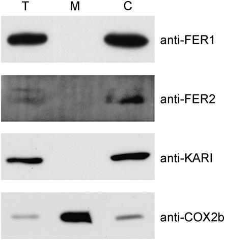 Figure 4.—