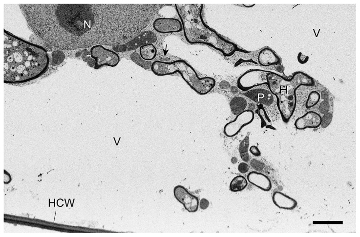 Fig. 5