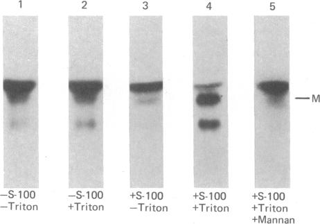 graphic file with name pnas00003-0208-c.jpg