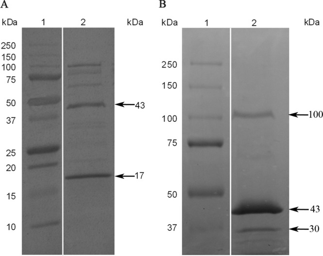 FIG 2