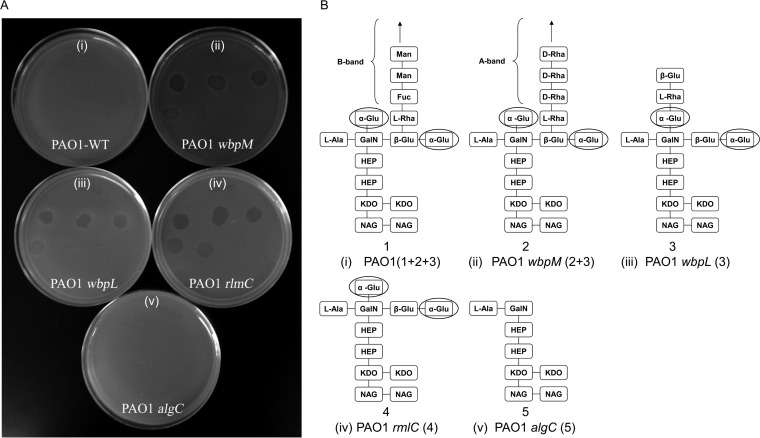 FIG 6