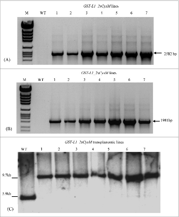 Figure 2.