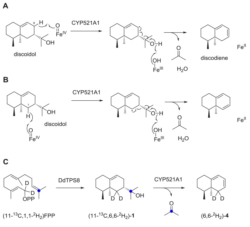 Figure 5—figure supplement 1.