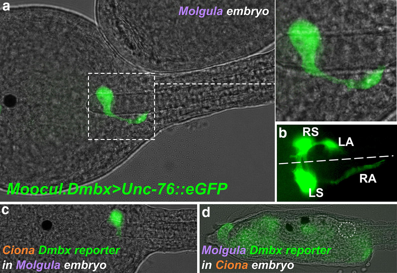 Fig. 7