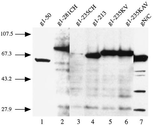 FIG. 5.