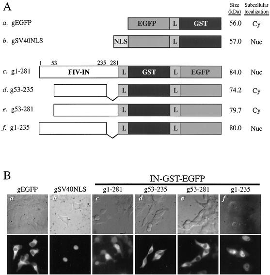 FIG. 2.