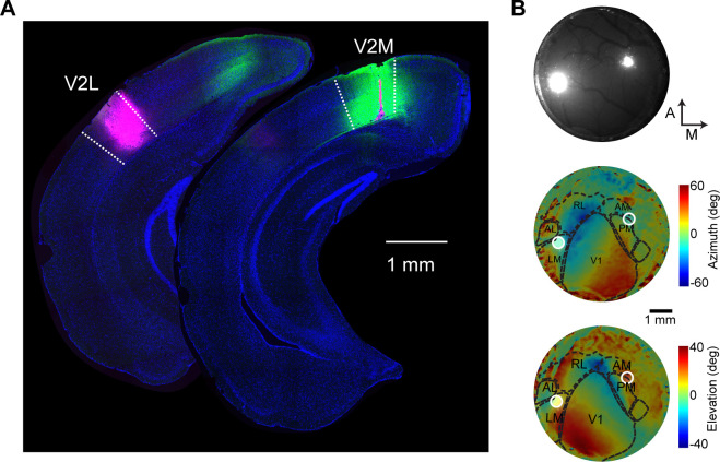 Figure 1—figure supplement 1.