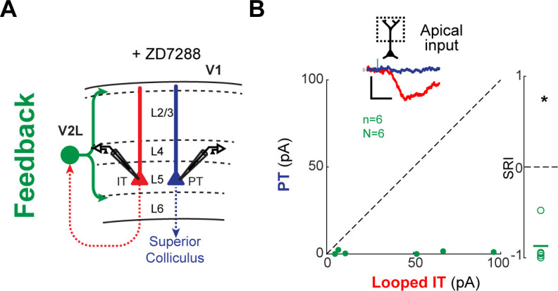 Figure 5—figure supplement 4.