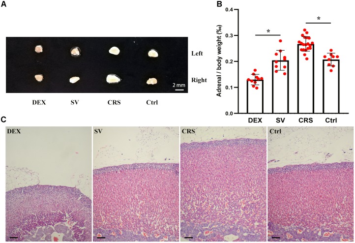 FIGURE 4