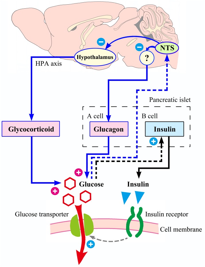 FIGURE 11