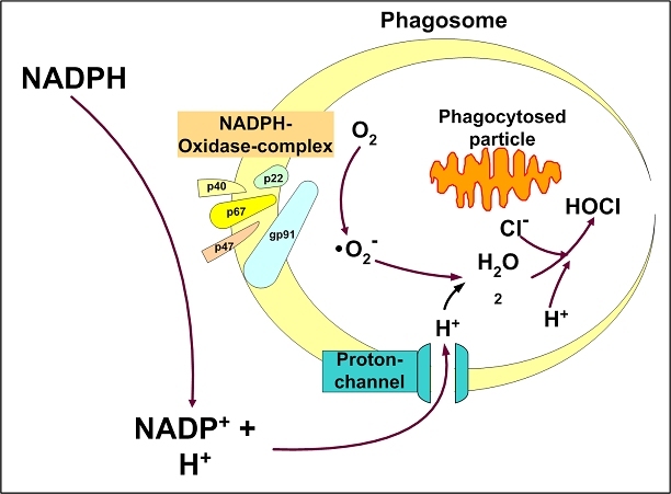 Figure 12