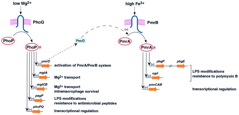 FIG. 1