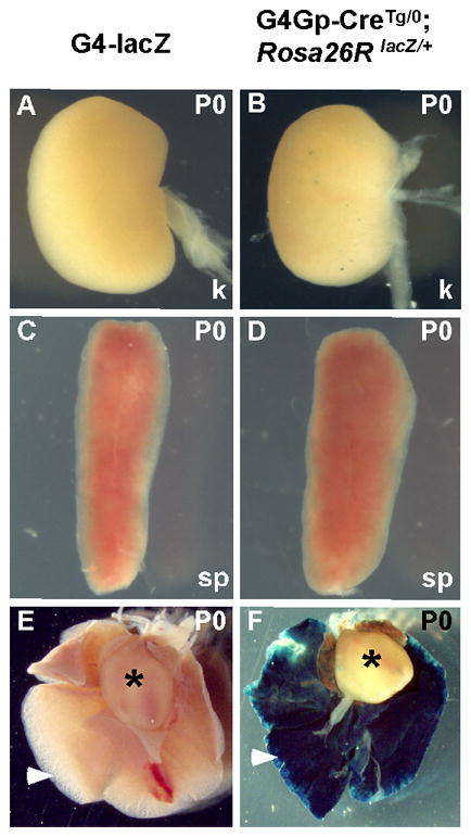 Fig. 5