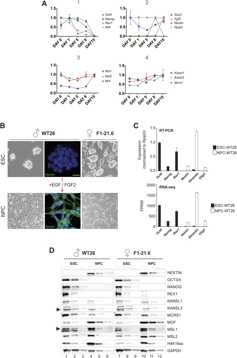 Figure 1—figure supplement 1.