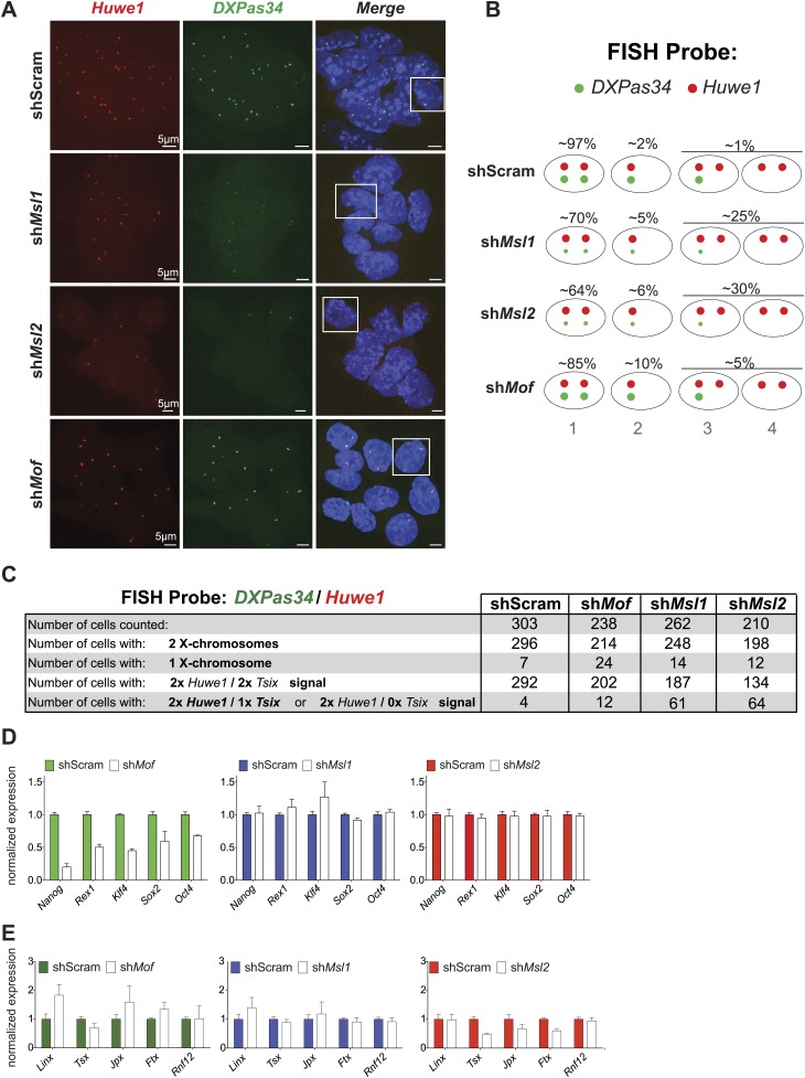 Figure 6—figure supplement 1.