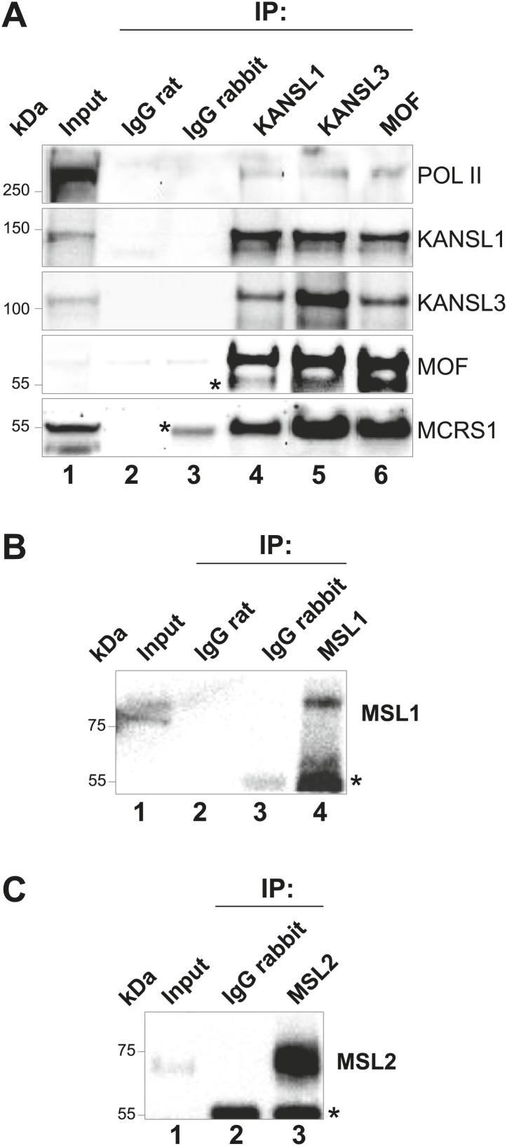 Figure 1—figure supplement 2.