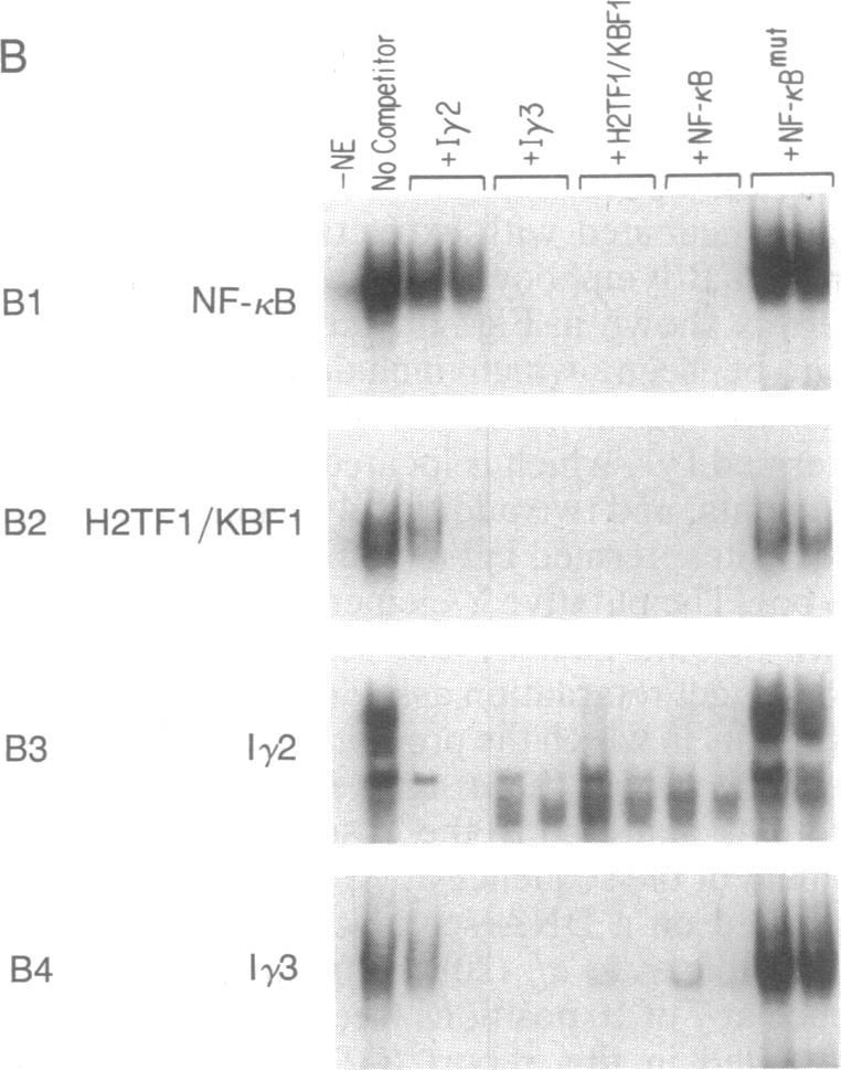 graphic file with name pnas01037-0189-b.jpg