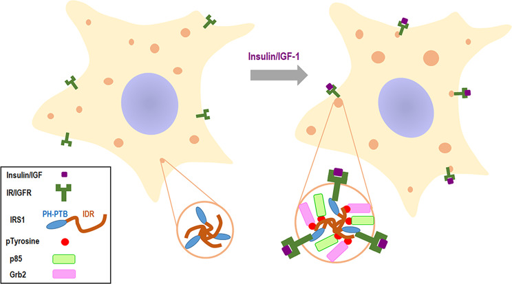 Fig. 7