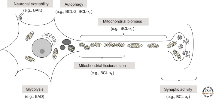 Multiple Functions of BCL-2 Family Proteins - PMC