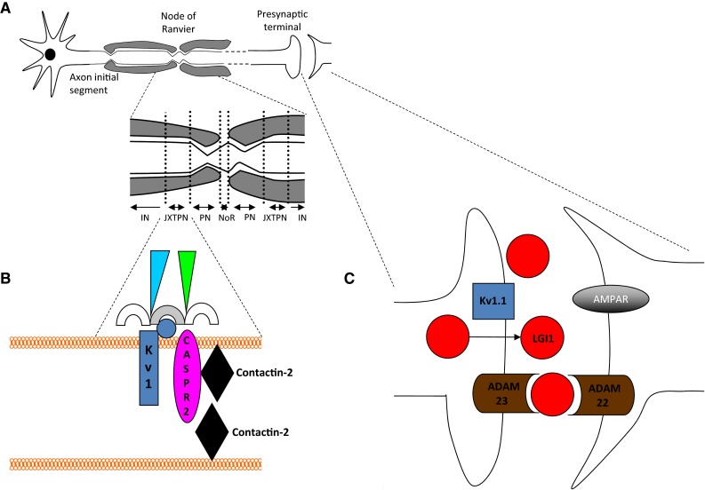 Fig. 3