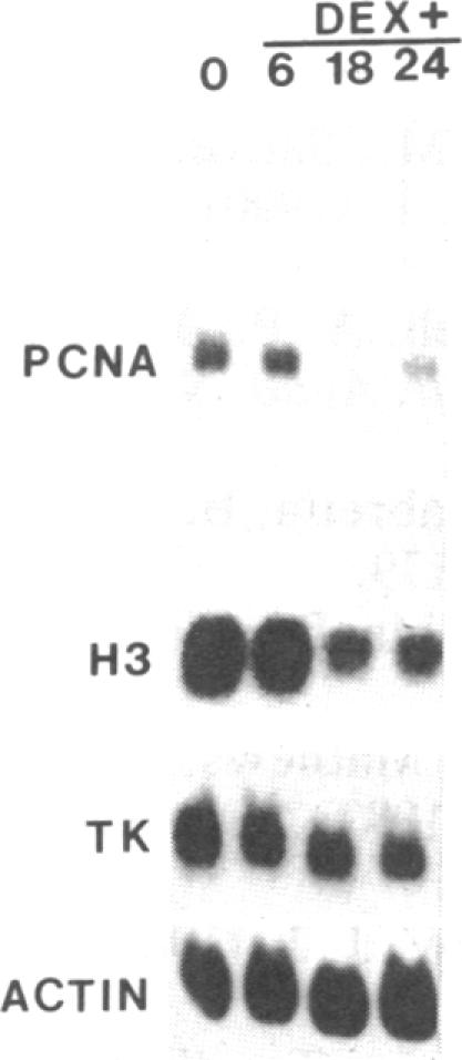 graphic file with name pnas01055-0378-a.jpg