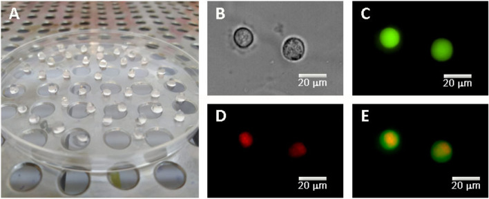 Fig. 1