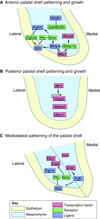 Fig. 2.