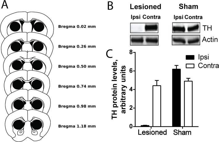 Fig 1