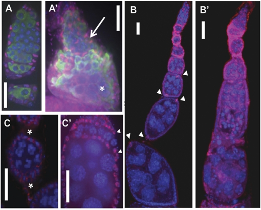 Fig. 5.