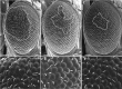 Fig. 8.