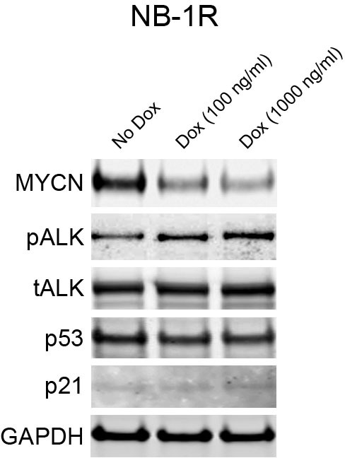 Figure 5—figure supplement 2.