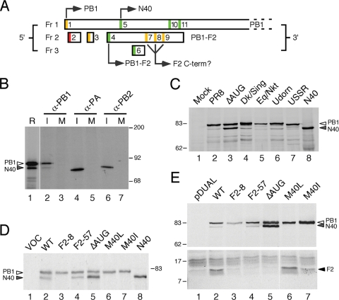 FIG. 1.