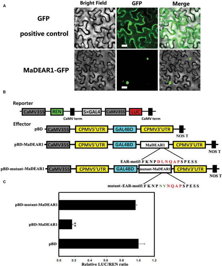 FIGURE 2