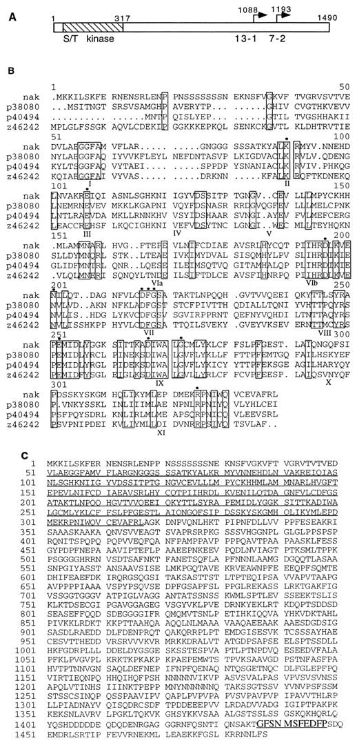 FIG. 1