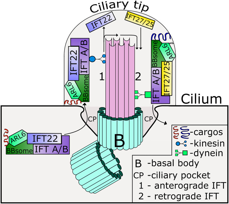 Fig. 3.