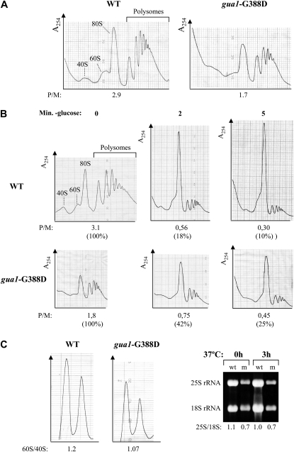 Figure 5.—