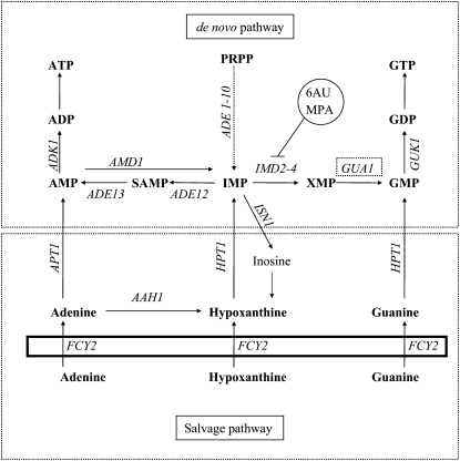 Figure 1.—