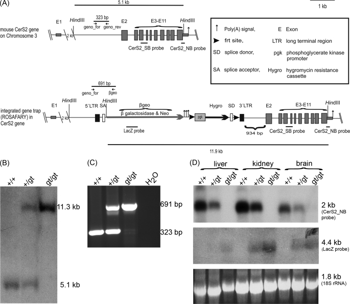 FIGURE 1.