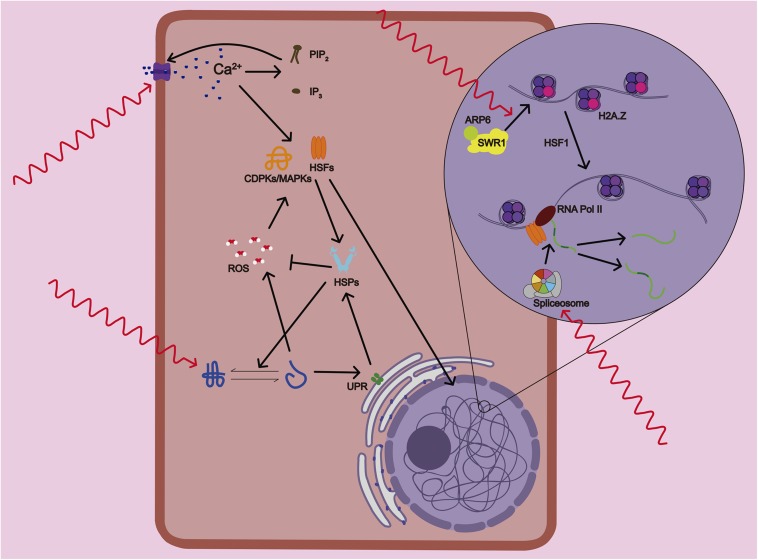 FIGURE 1