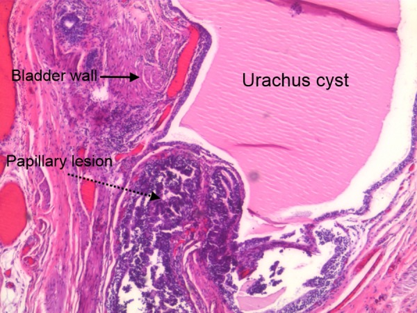 Figure 6