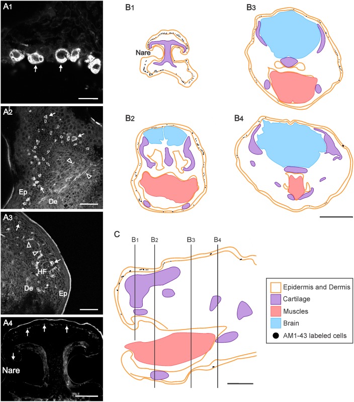 Fig 3